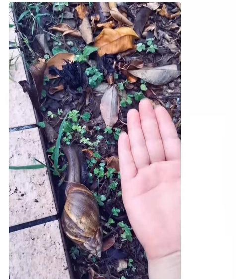 大蜗牛为什么不能用手摸,看见非洲大蜗牛千万别碰