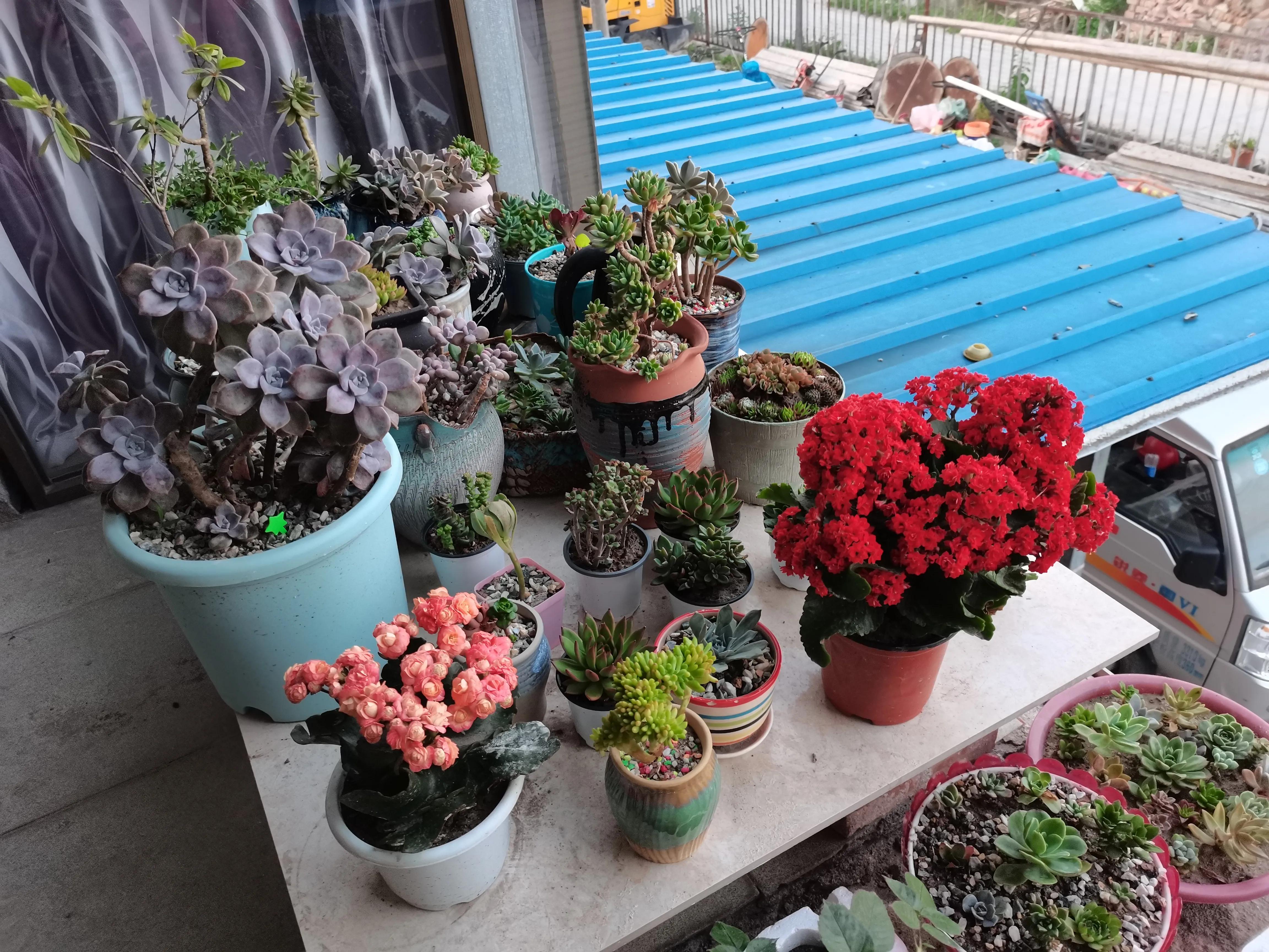 狮子座害怕什么动物,鲨鱼最害怕什么动物