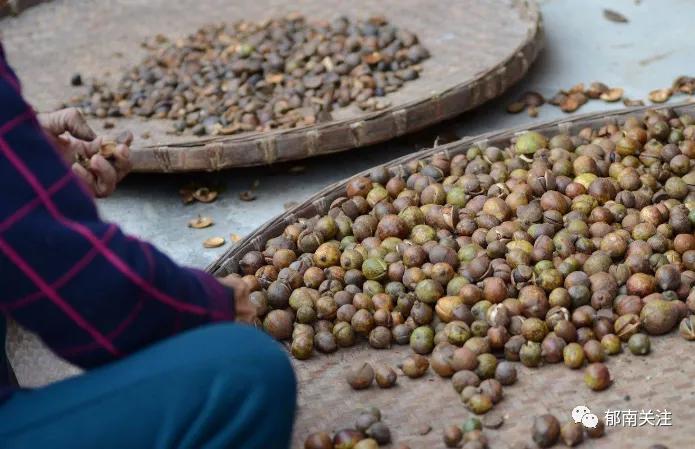 “茶油煮饭，锅底刮烂”！罗定的你试过了吗？