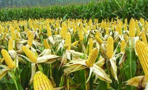 磷酸二氢钾执行标准t2321-2016,磷酸二氢钾在农作物上的使用方法