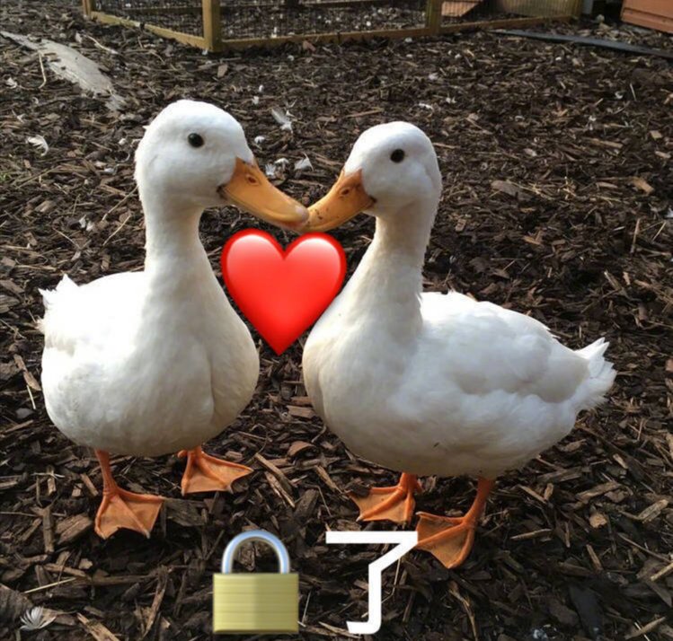 我家那闺女吴昕徐海乔是哪一期,吴昕徐海乔配一脸什么梗