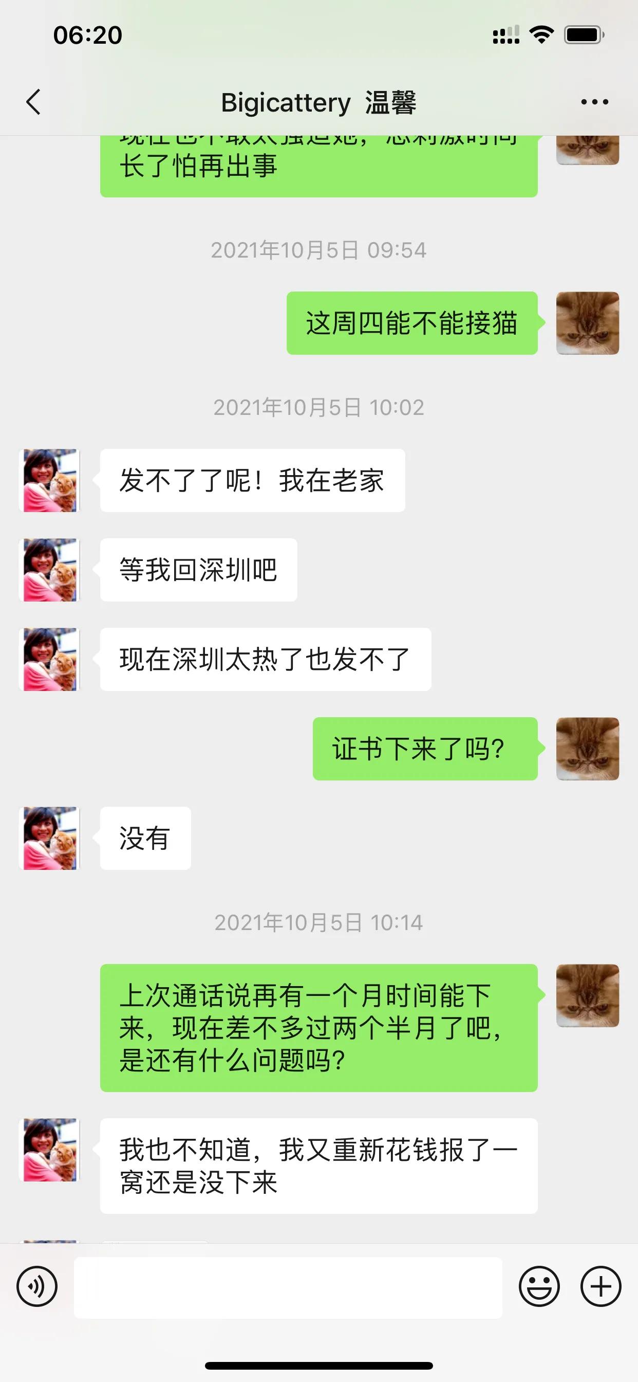 广州猫舍买英短猫,必读猫小屋家购猫流程