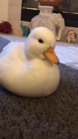 搞笑gif动图开心一刻,搞笑gif开心视频