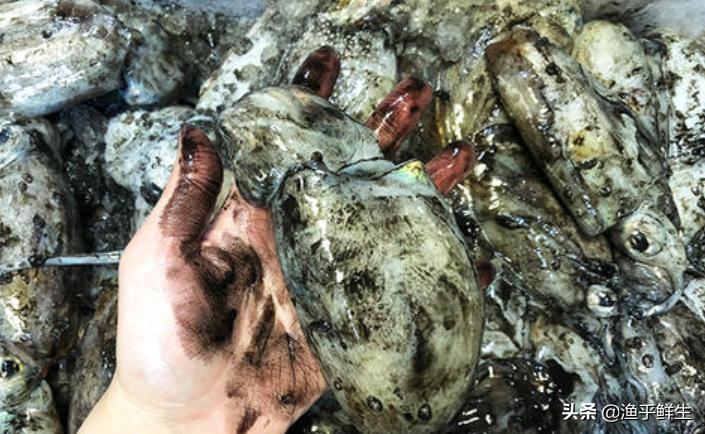 全国十大海鲜排名,中国海鲜十大产地排名最新