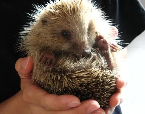 李时珍讲不吃黄鼠狼的原因,古人对黄鼠狼的记载