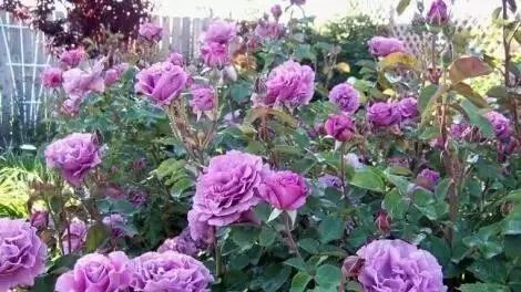 一万年一次的2020520；一起认识100种玫瑰~别送错啊