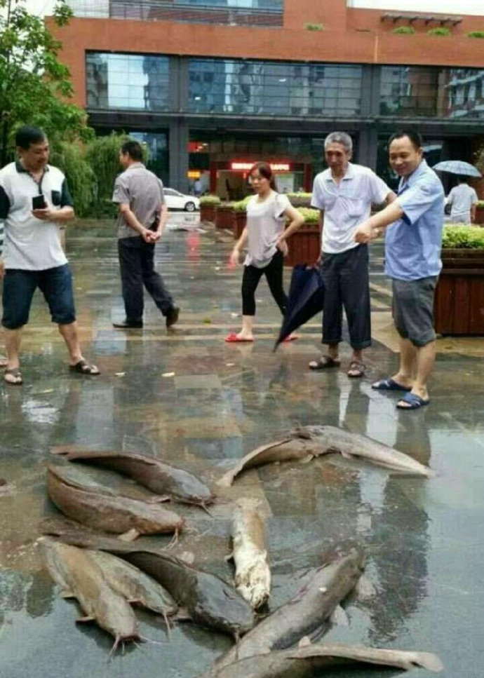 湖里出现大鱼视频,湖里惊现大鱼