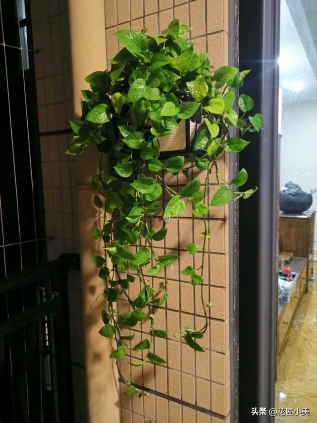 绿萝叶子上有铁锈点,绿萝上面有灰怎么办