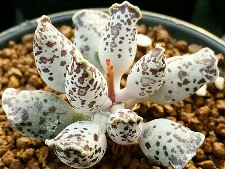 什么多肉夏天也可以继续生长,教你十大多肉养护技巧