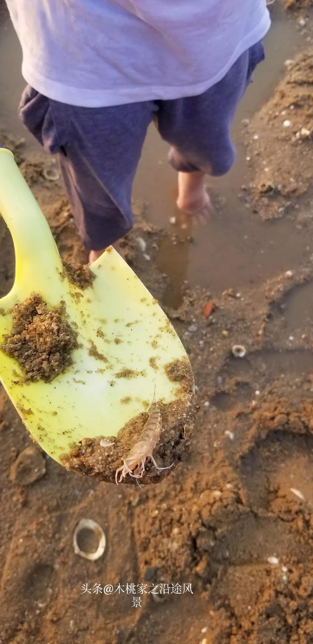 东平赶海沙滩,东平赶海最佳地方