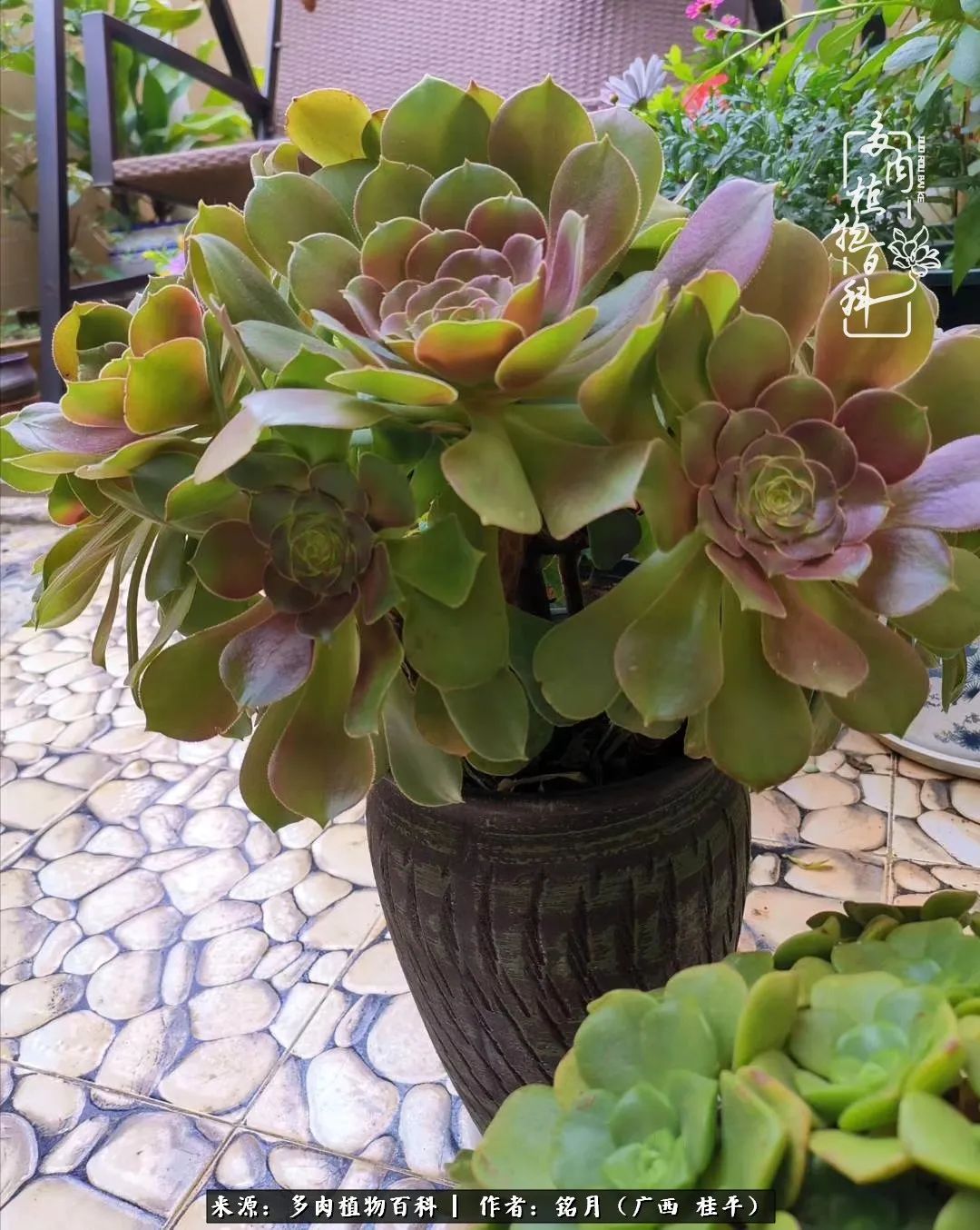 多肉怎么养出色彩,多肉很容易出现美丽的色彩