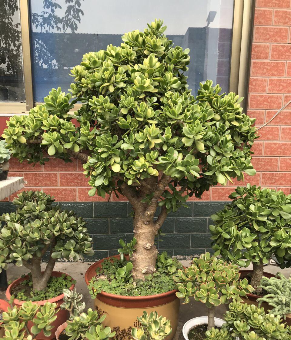 十种最旺家庭的小盆景,各种小盆景大全图片