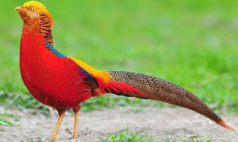 鸟类求偶成本,鸟类有哪些求偶方式呢