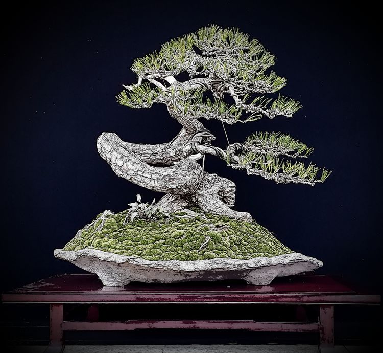 金奖精品黑松盆景 (日本国风展黑松盆景高清图)