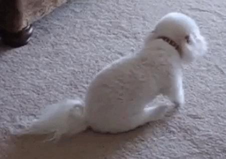 狗狗屁股蹭地面,狗狗屁股蹭地会不拉屎吗