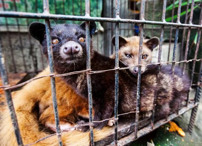 我为什么拒收朋友送的猫屎咖啡