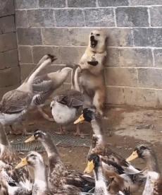 冷知识鹅,冷知识白鹅