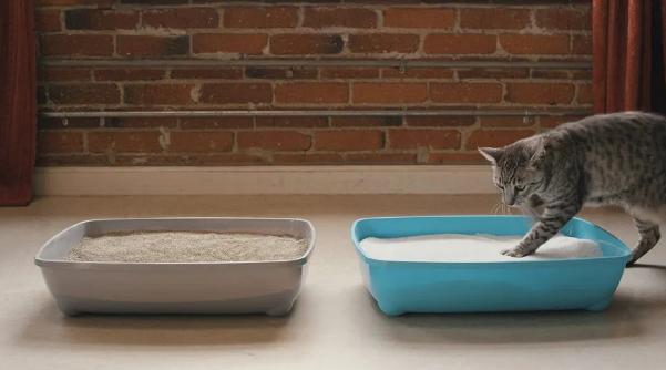 怎样治猫咪乱尿小妙招,解决猫咪乱尿的十个步骤