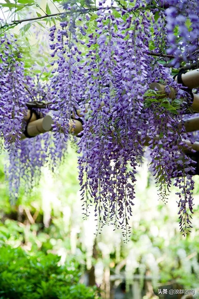 中式庭院藤类植物,枫树和紫藤