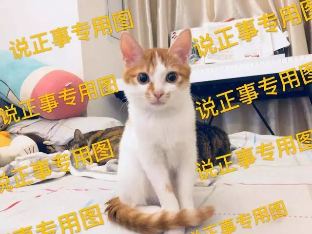 给宠物驱虫,给猫咪体外驱虫怎么驱虫