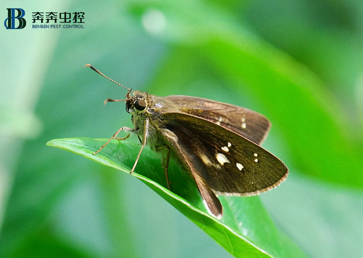 家里有小飞蛾该怎么消灭,小飞蛾飞到屋里怎么处理