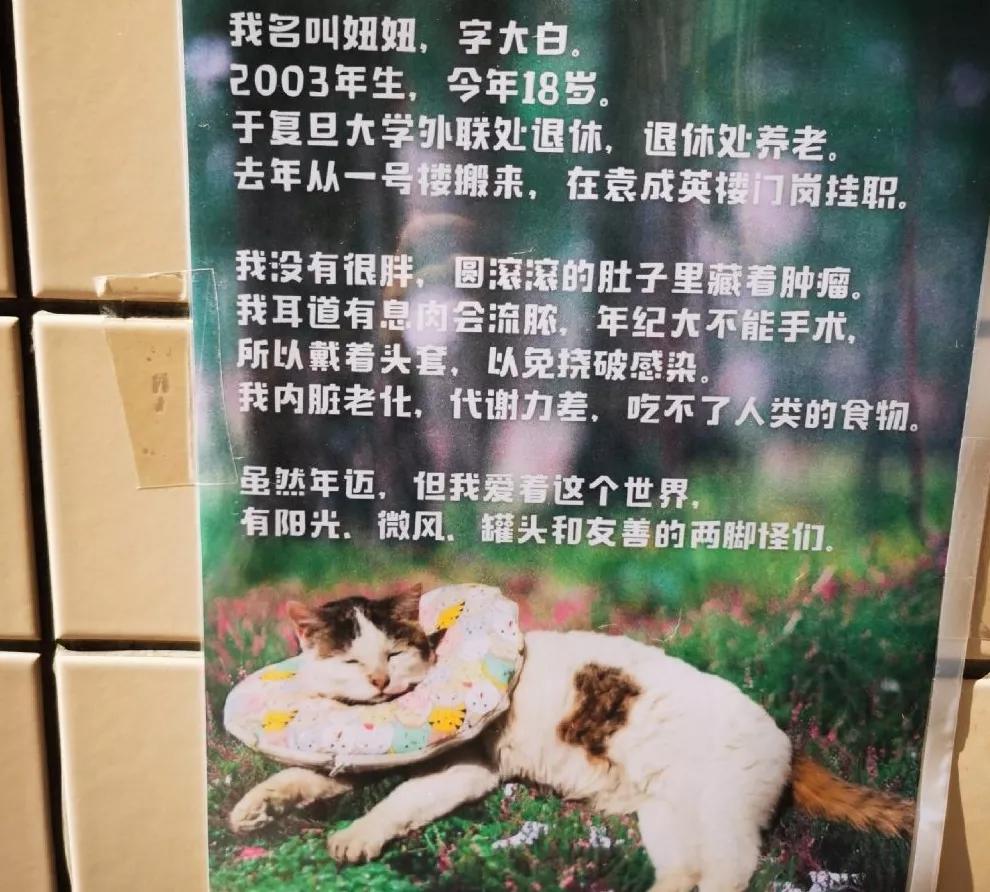 我为什么劝你别学医,在宿舍养猫很后悔