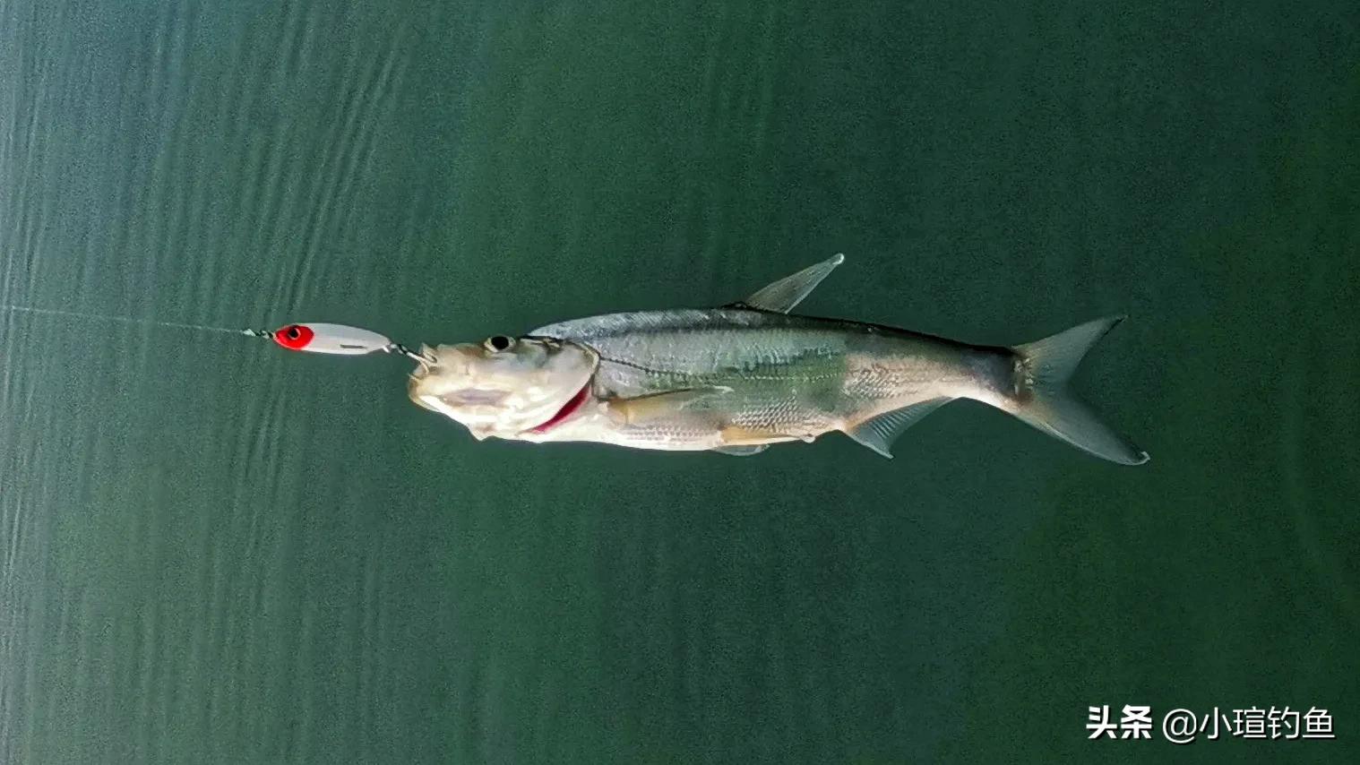 南昌有哪些地方可以路亚钓翘嘴,赣江路亚翘嘴