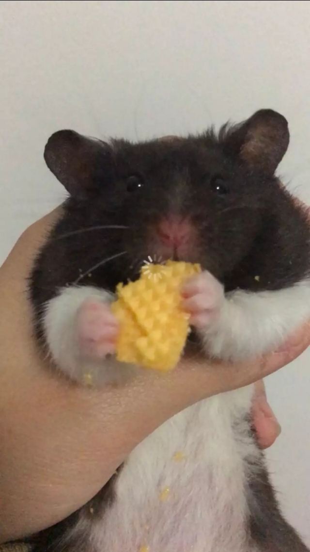 银狐仓鼠的缺点,银狐仓鼠的饲养方法