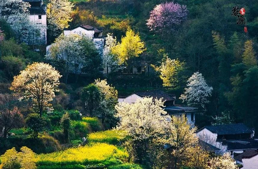 花田喜事｜2020第二届婺源油菜花旅游文化节即将盛装开幕