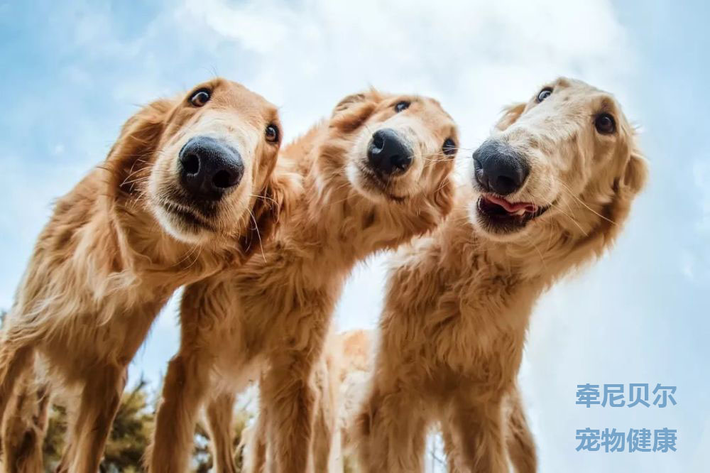 什么是犬瘟热具体症状,什么是犬瘟热