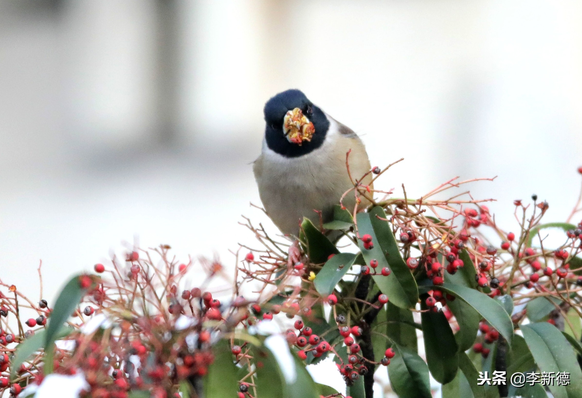 合肥拍到的小鸟,安徽有乌鸫鸟