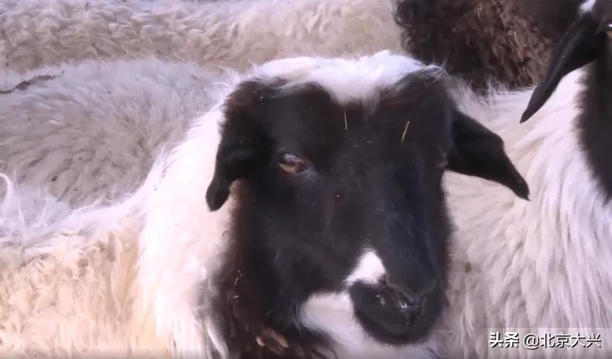 产业扶贫的8种主要帮扶模式,扶贫模式助力精准扶贫