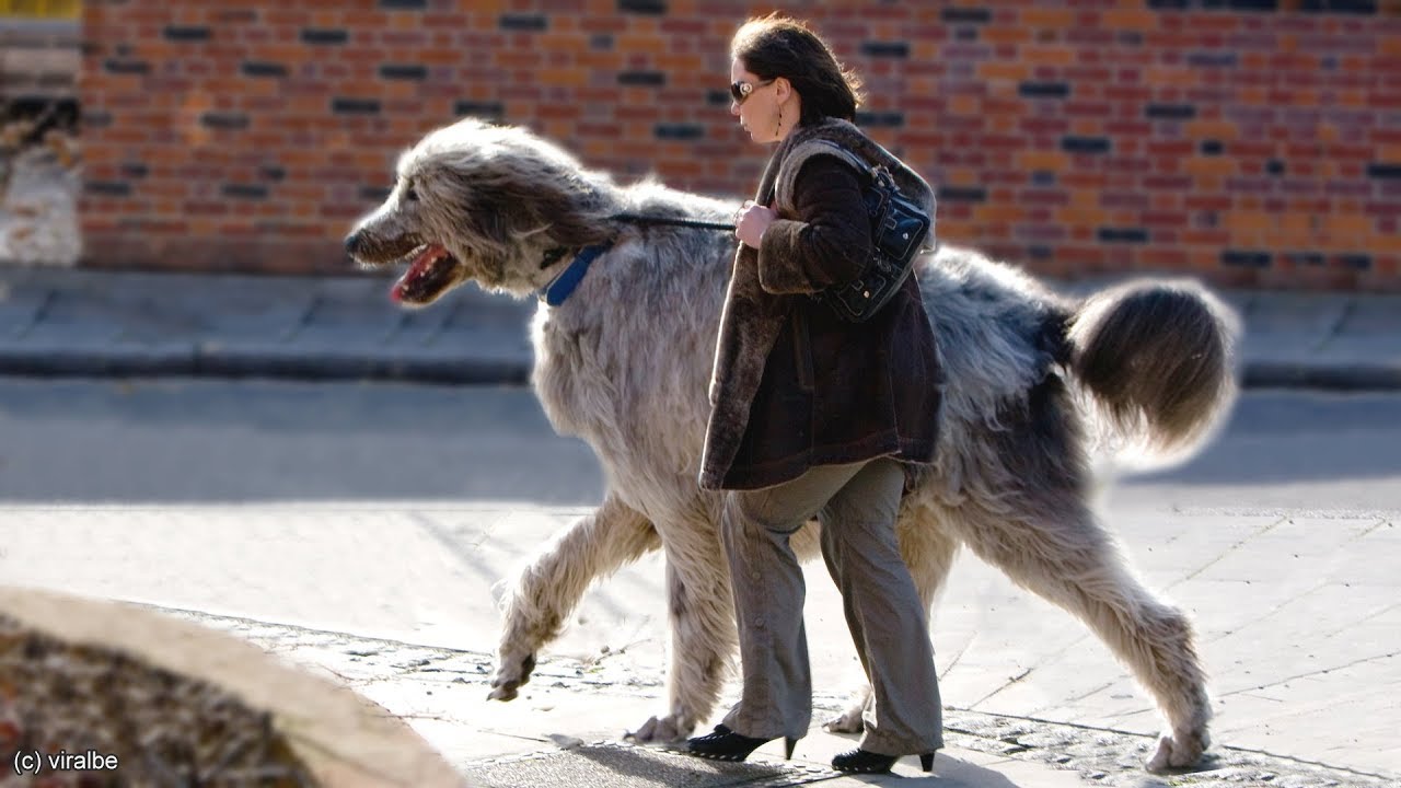 狗狗为什么越养越瘦啊,狗狗为什么越长越小
