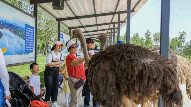 乘风破浪的姐姐们的真实感受,乘风破浪的姐姐们有多累