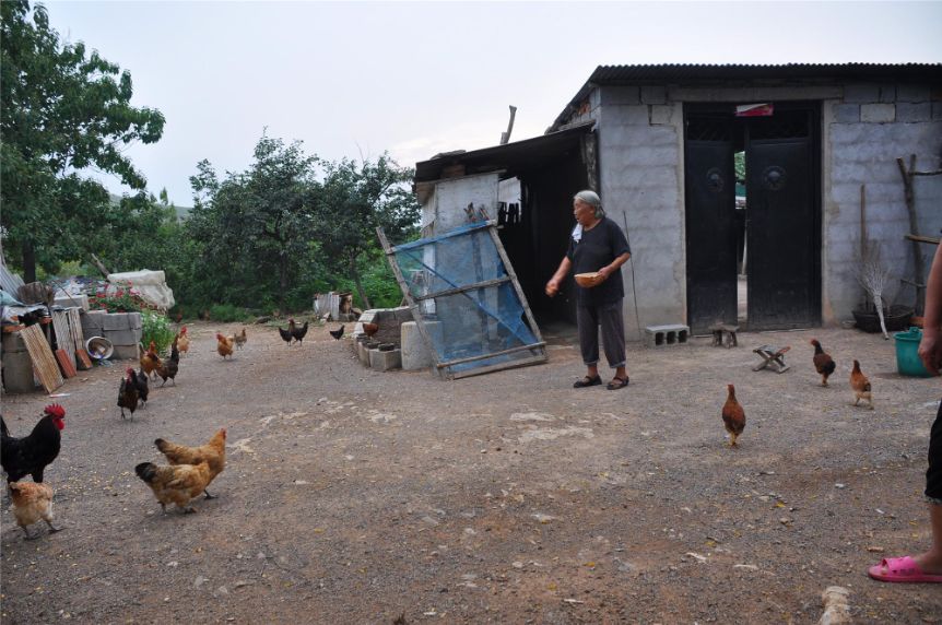 淘宝上土鸡买一送一,淘宝土鸡复工最新通告