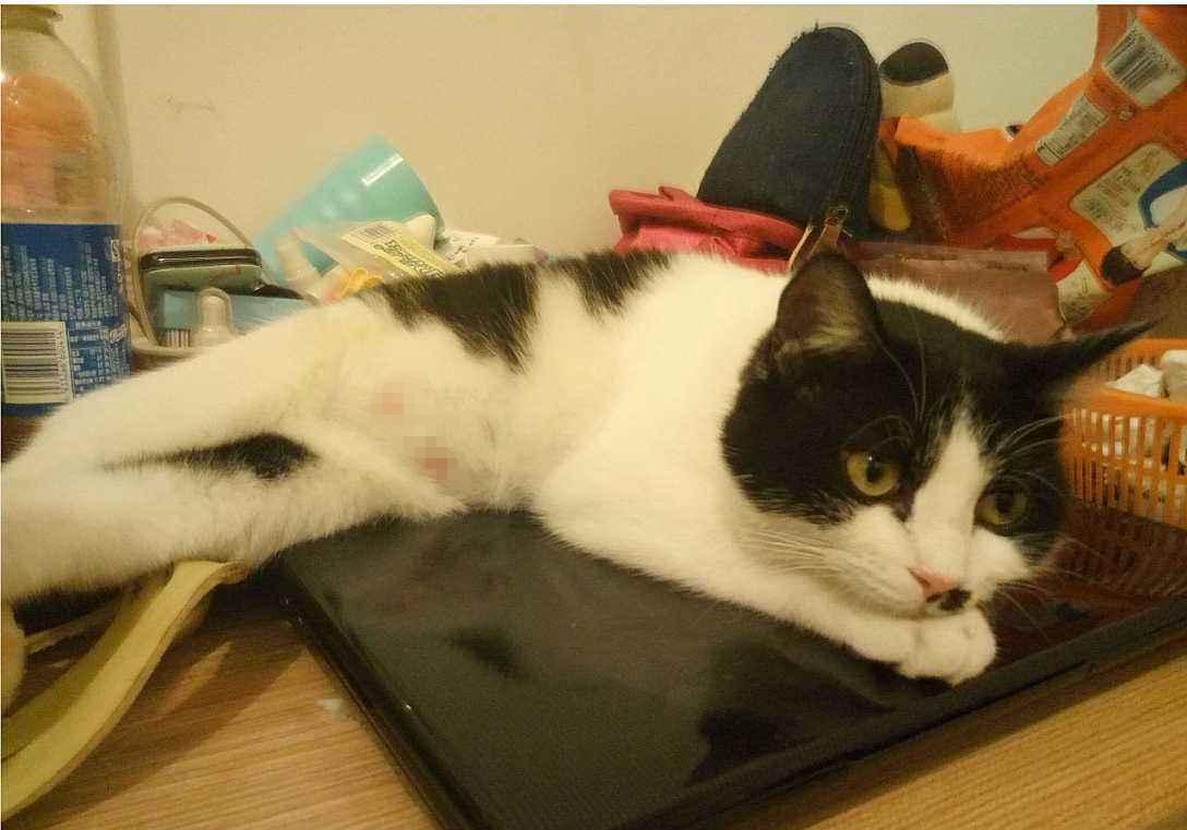 猫咪吃糖吃的很欢,猫咪吃糖会怎么样