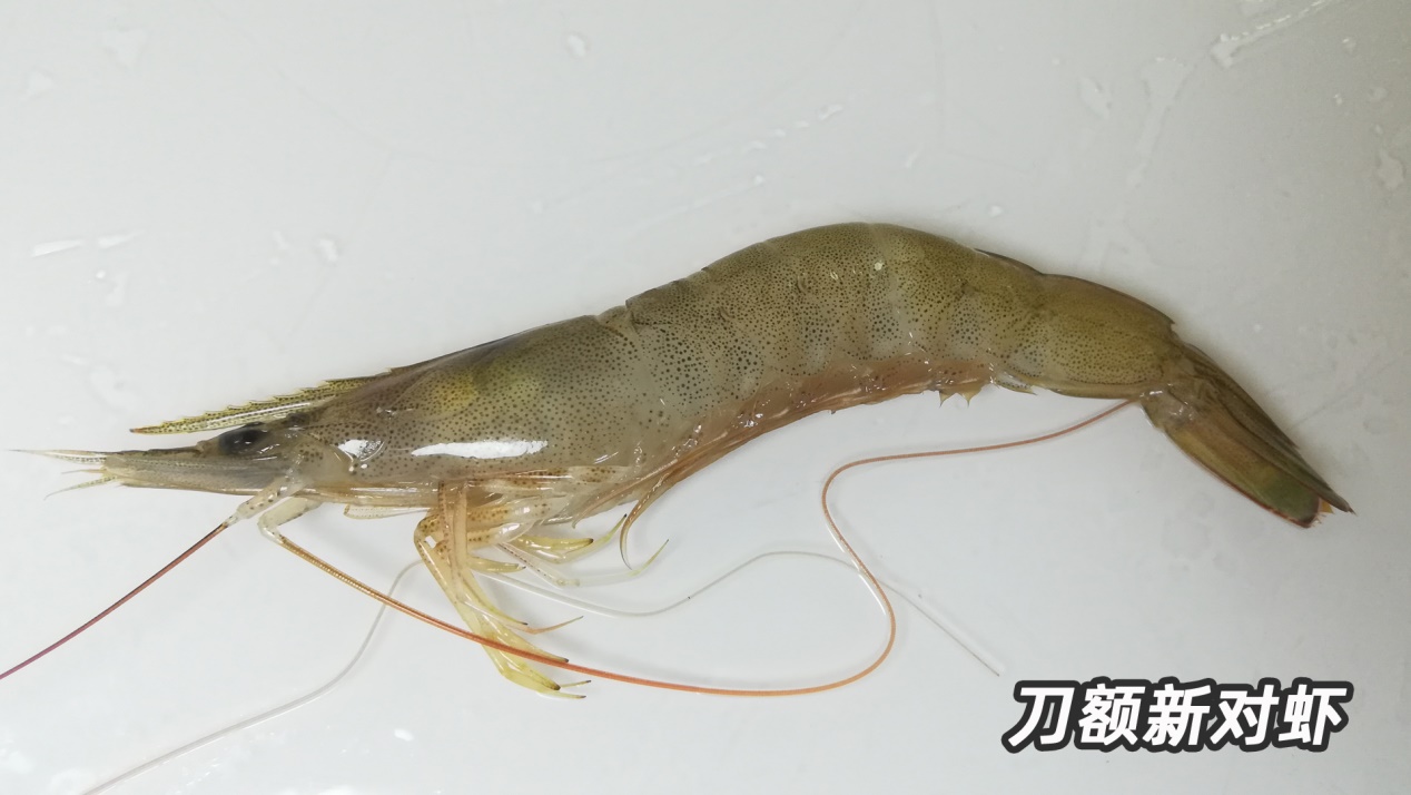 基围虾由什么得名,基围虾真的是品种名么