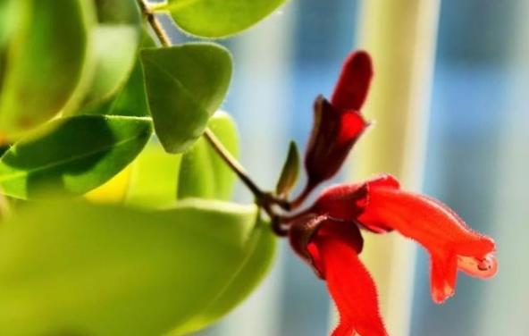 口红花的养殖方法和注意事项,口红花怎么养步骤教程