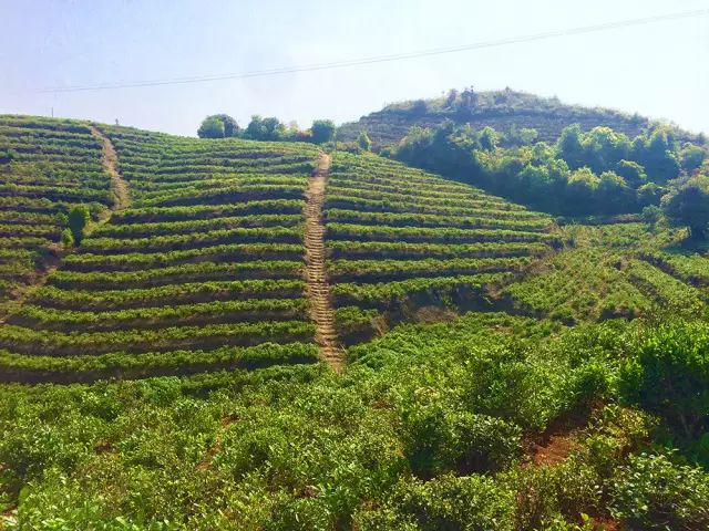 全国十大名茶旅游地,中国十大茶旅