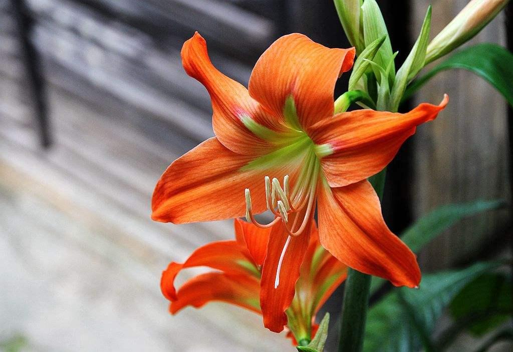 朱顶红种球怎么防止烂根,朱顶红叶子太长总是倒伏能剪掉吗