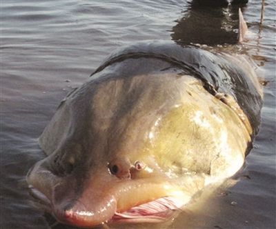 松花江名鱼排行,黑龙江和松花江的鱼