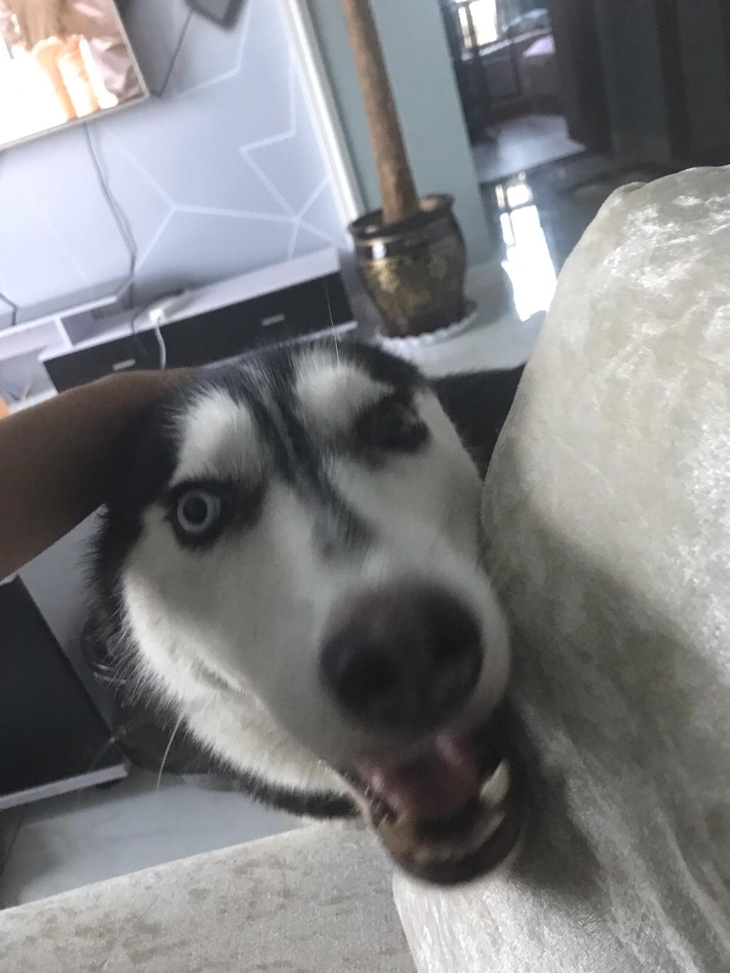 怎么从狗狗的便便知道狗粮的情况,怎么从狗狗便便分辨出喂食多少