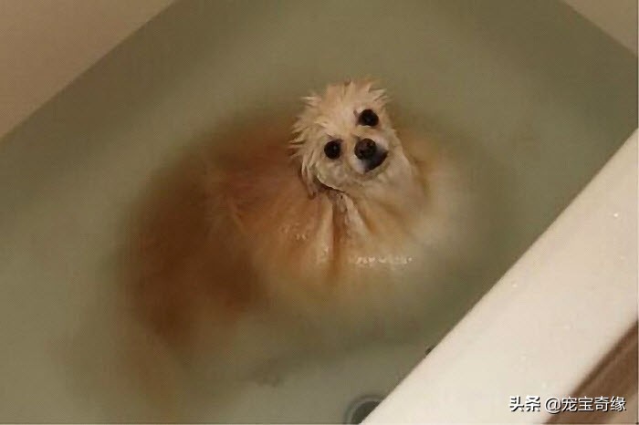 猫是液体动物还是软体动物,猫是液体做的动物