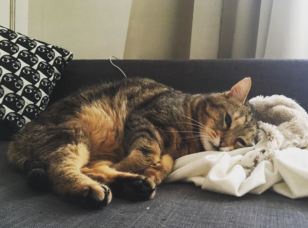 猫咪鼻子分泌物多是什么原因,猫病讲解