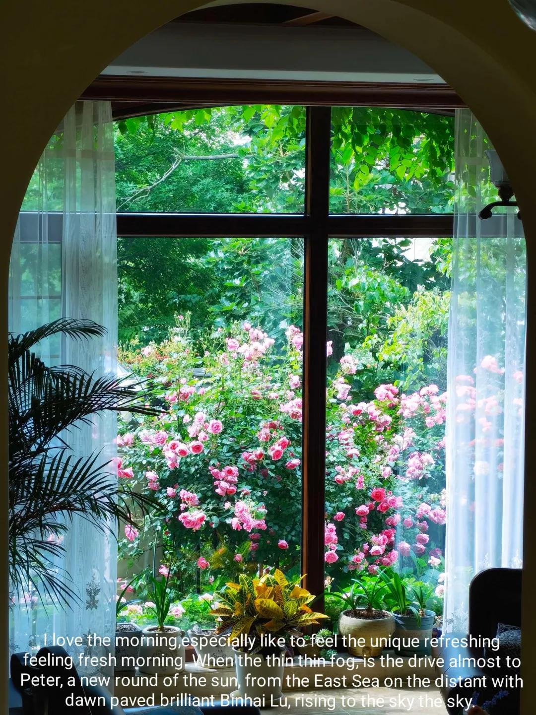 北方一年四季都开花的花园,东北花园四季开花植物