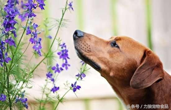 狗狗冷知识500条,狗狗柯基冷知识