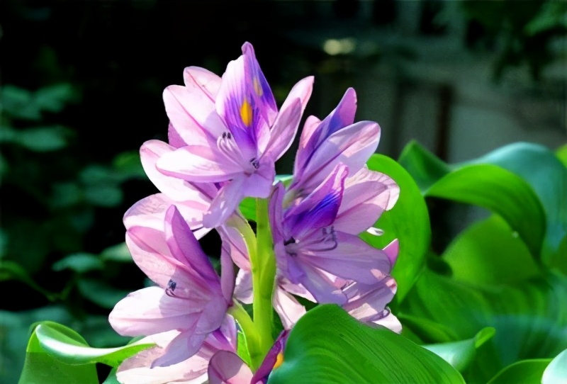 水葫芦怎么过冬能土栽吗,水葫芦怎么过冬