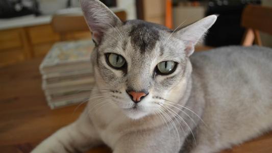 猫咪年老时常遇到的病症，爱它请给它足够的关怀