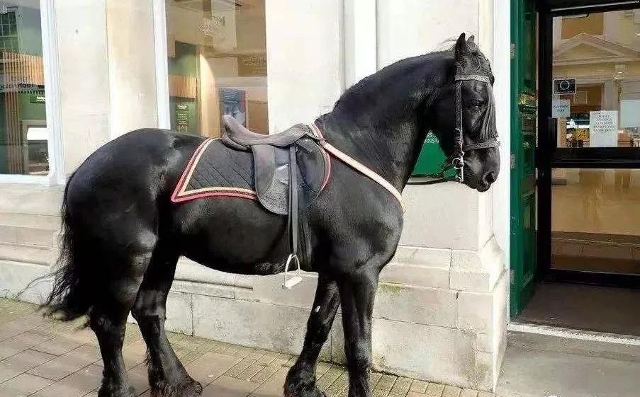 黑马不是马,黑马不是白马