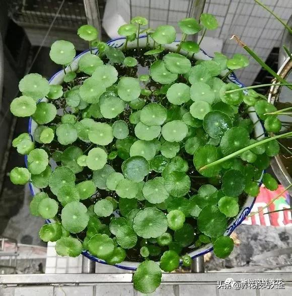 绿萝铜钱草家庭养殖,绿萝发财树黄叶子怎么办呢